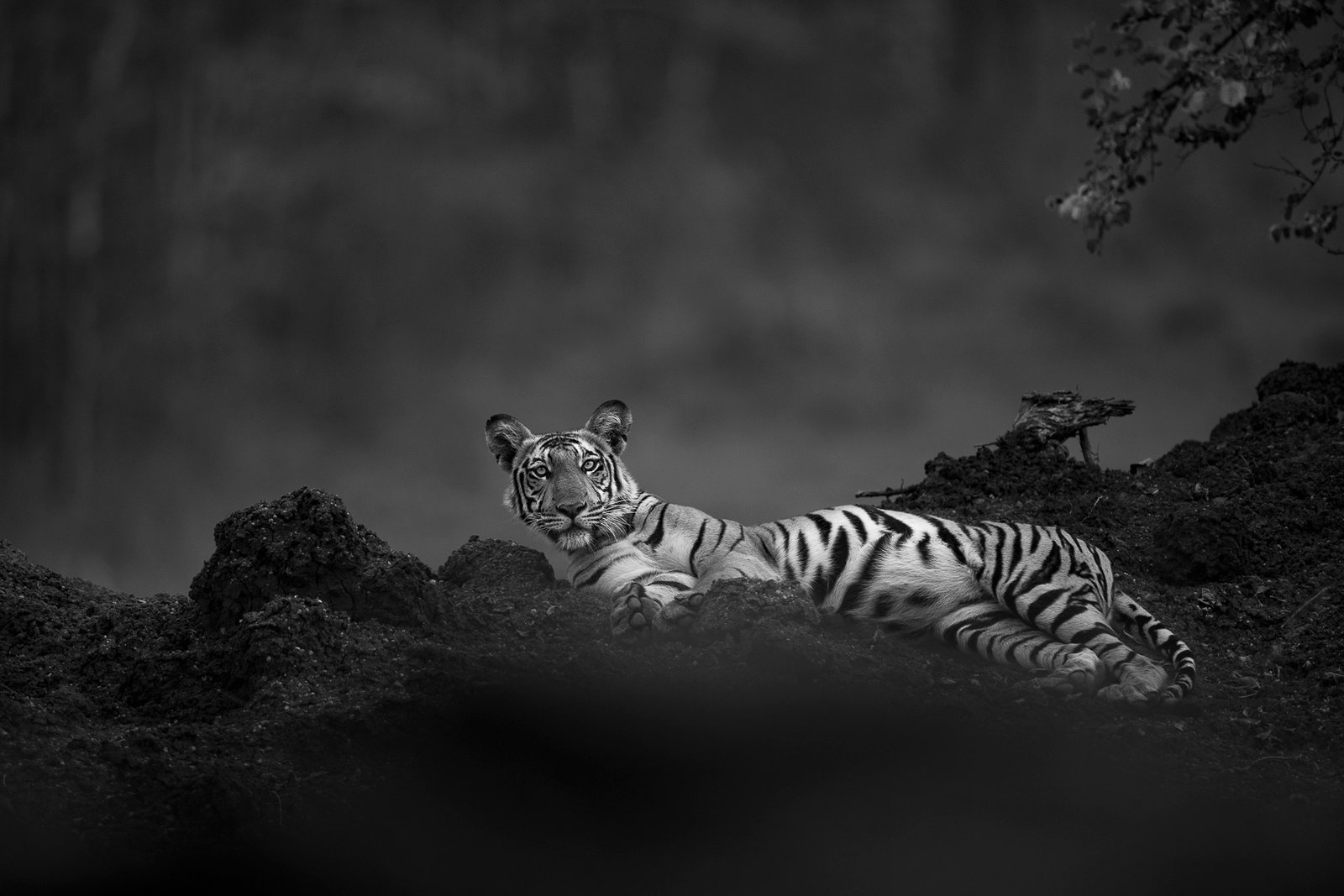 Thomas Vijayan